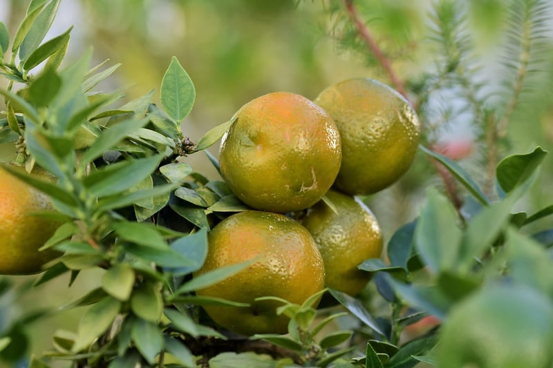 Grapefruit Juice